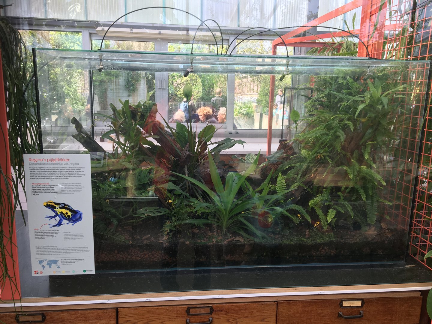 New frog area - Third terrarium: Dyeing dart frogs (Dendrobates tinctorius var. regina)