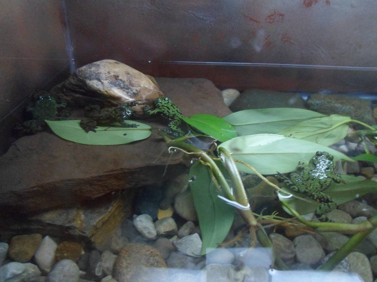 New Frog Exhibit In The Tropics Building