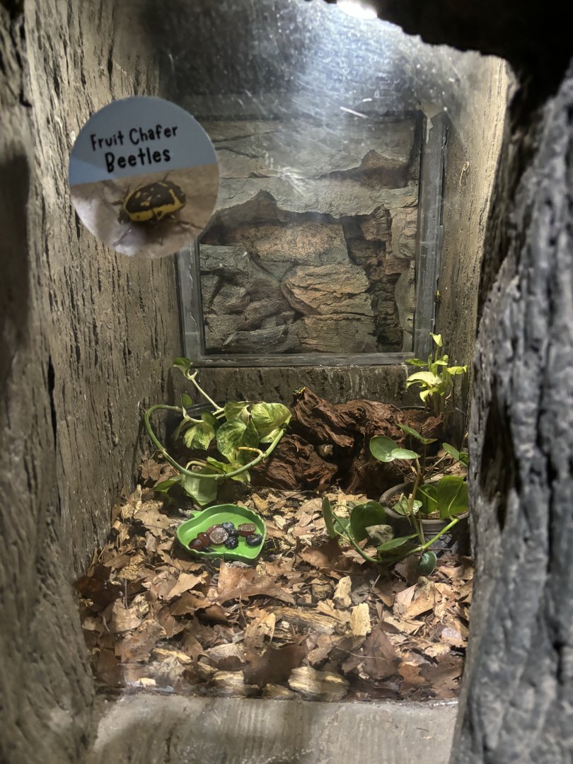 NEW Fruit Chafer Beetle Exhibit