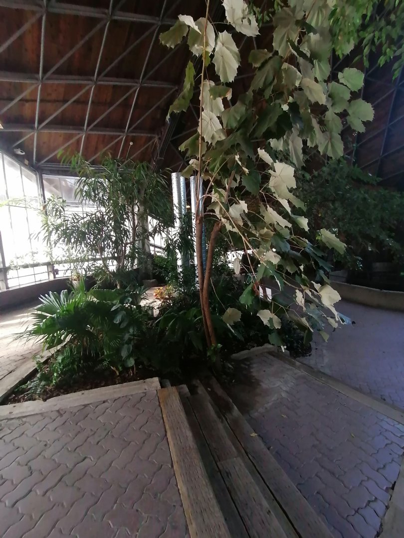 New Garden in Indomalya