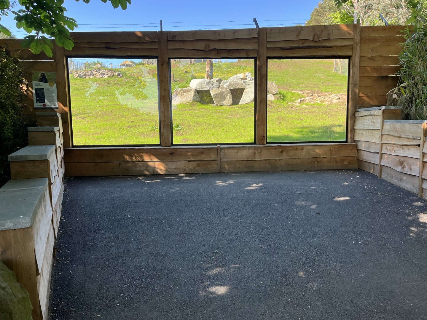 New gelada viewing area 20.5.24