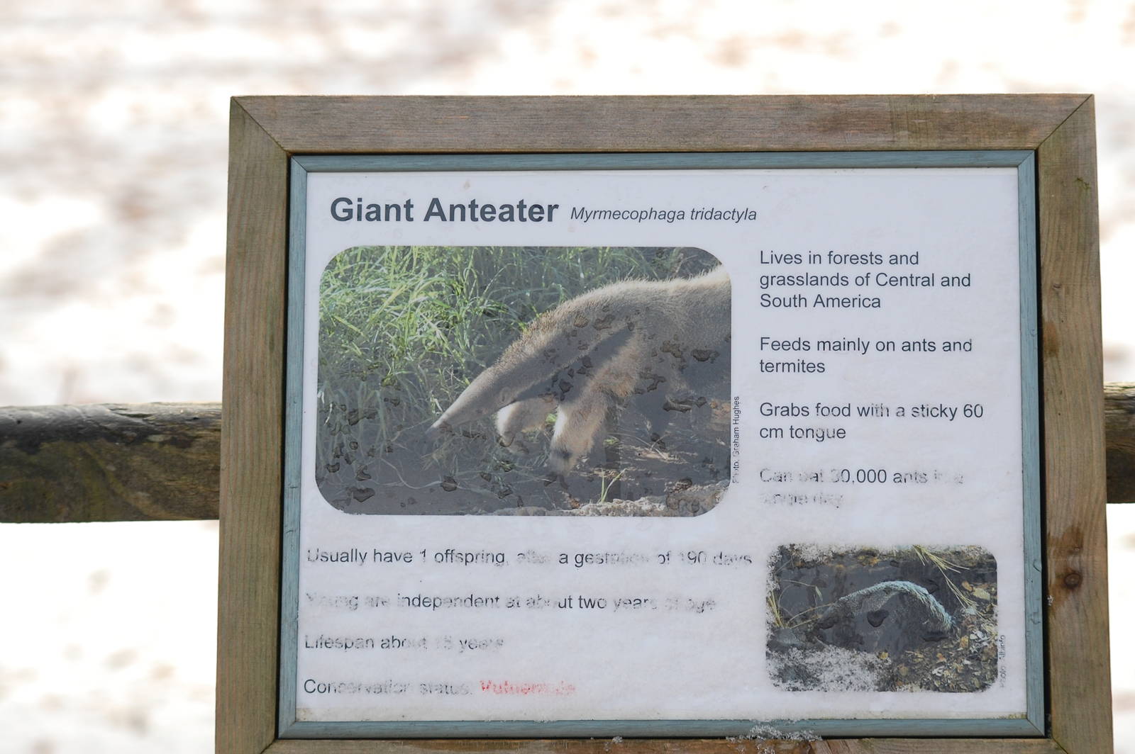 New Giant Anteater sign