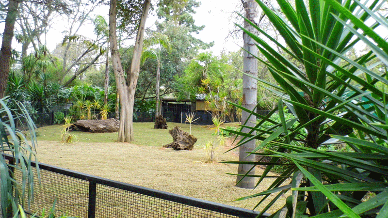 New Giant Tortoise Enclosure