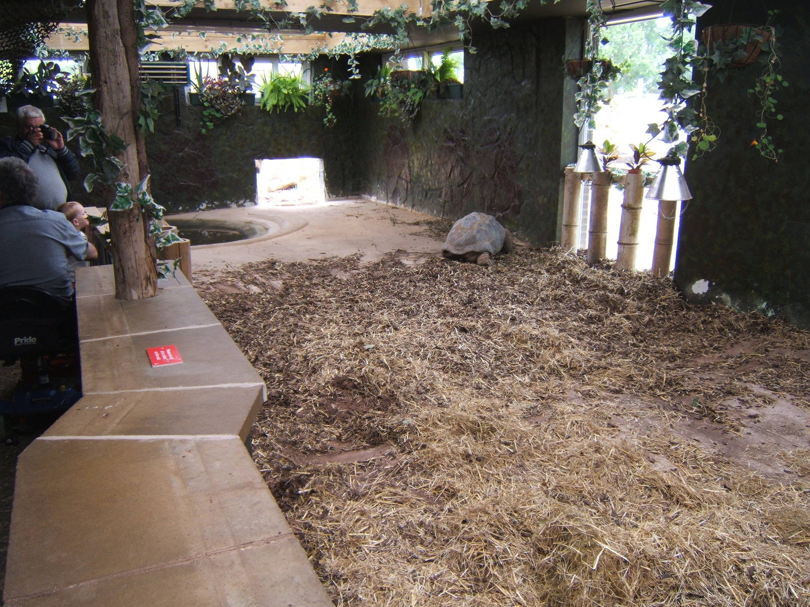 New Giant Tortoise indoors