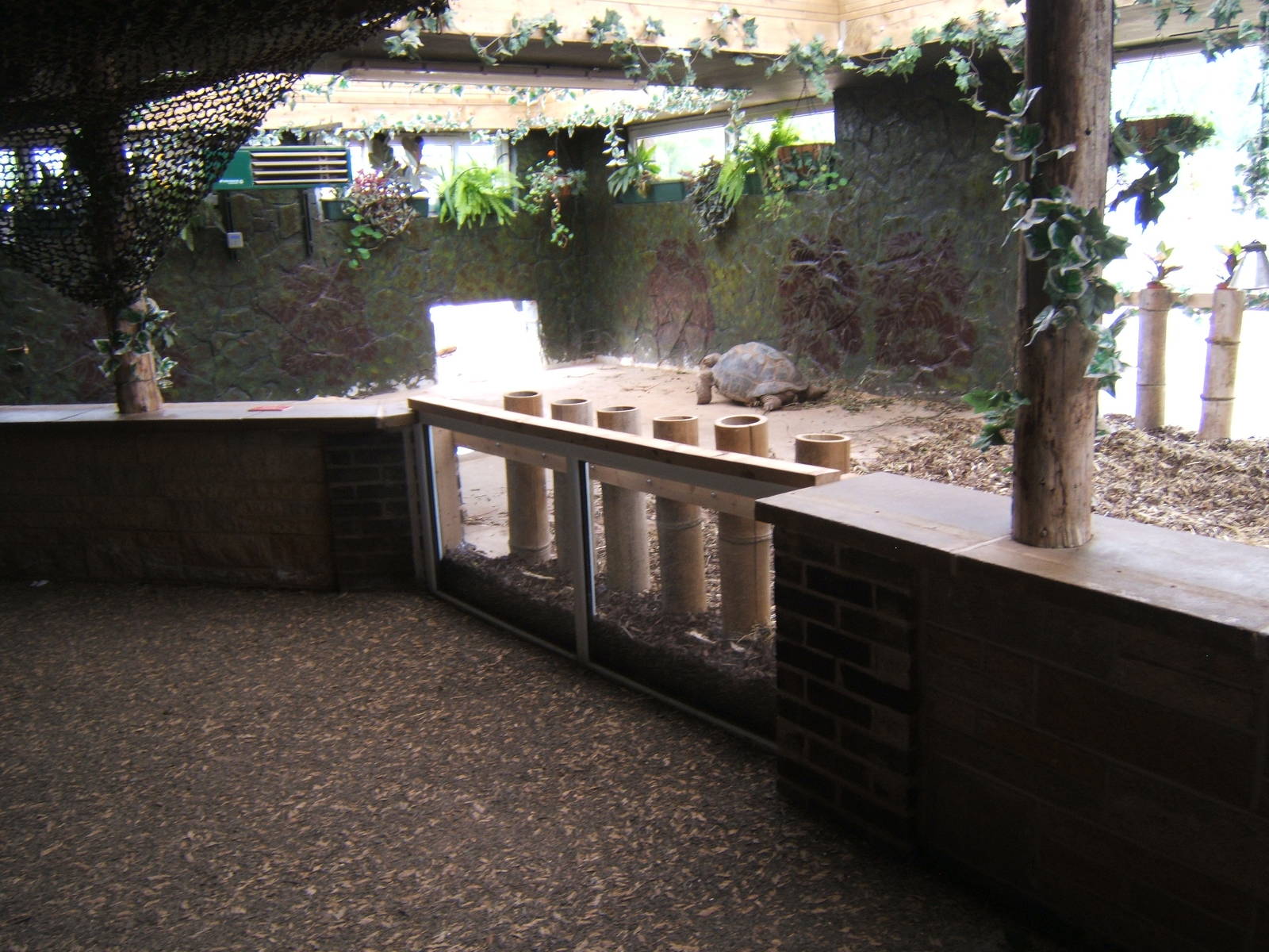 New Giant Tortoise indoors