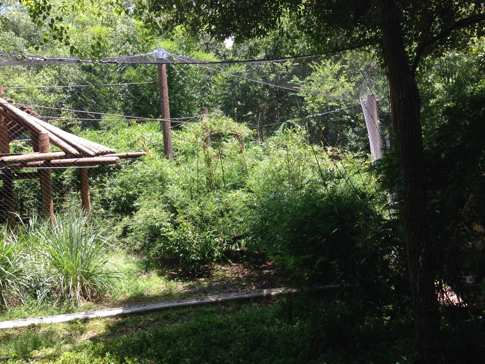 New Gibbon Exhibit (Photo 1)