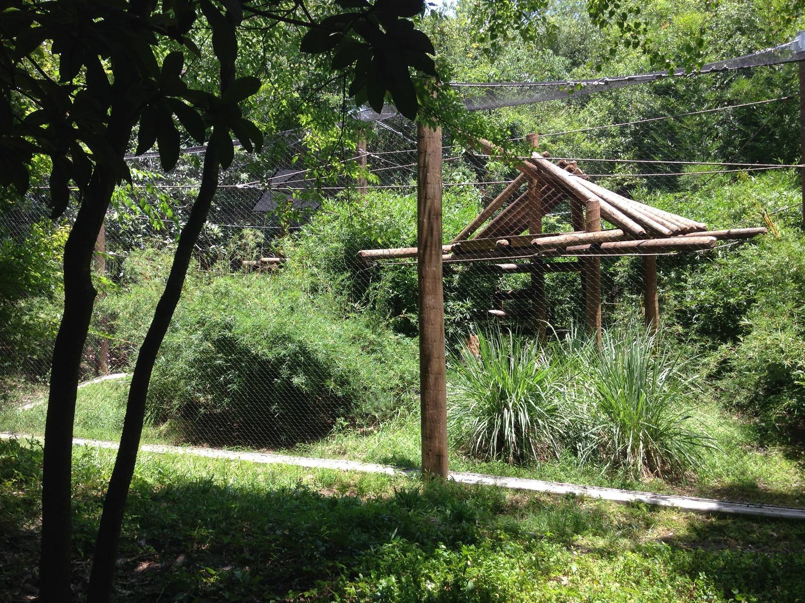 New Gibbon Exhibit (Photo 2)