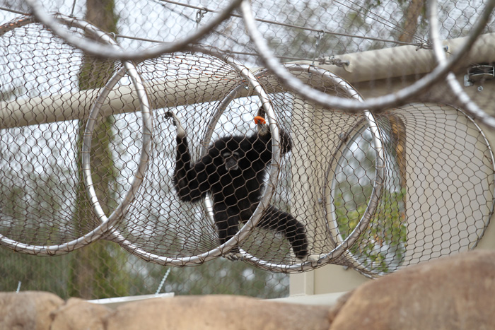 New gibbon exhibit