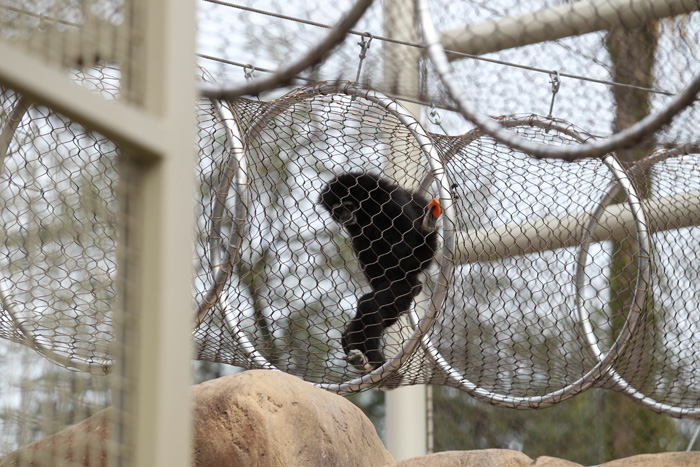 New gibbon exhibit