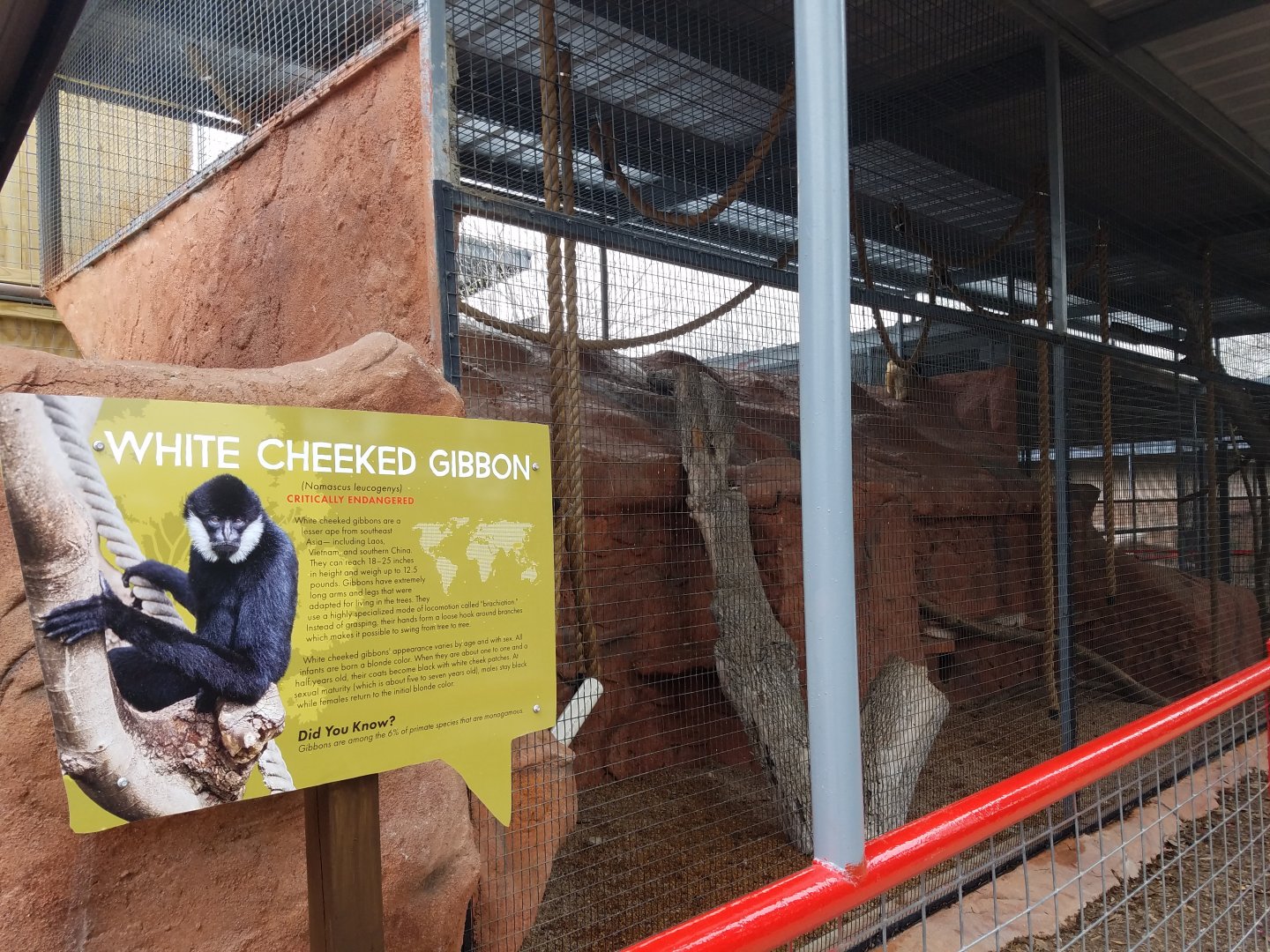 New Gibbon Exhibit