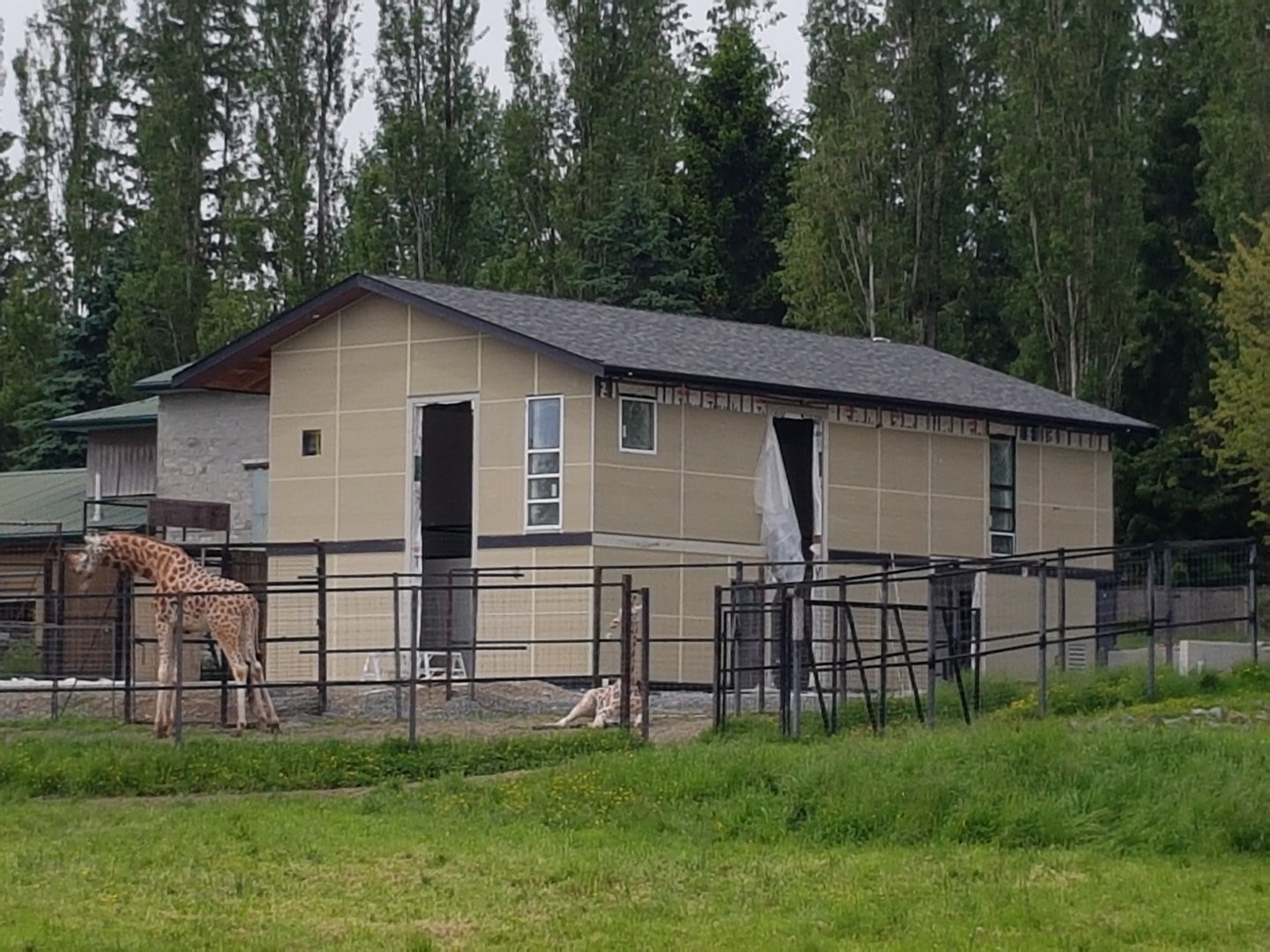New Giraffe Barn