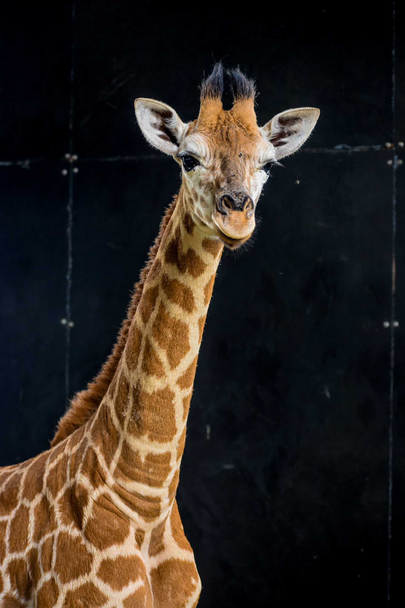 New Giraffe Calf at Darling Downs Zoo