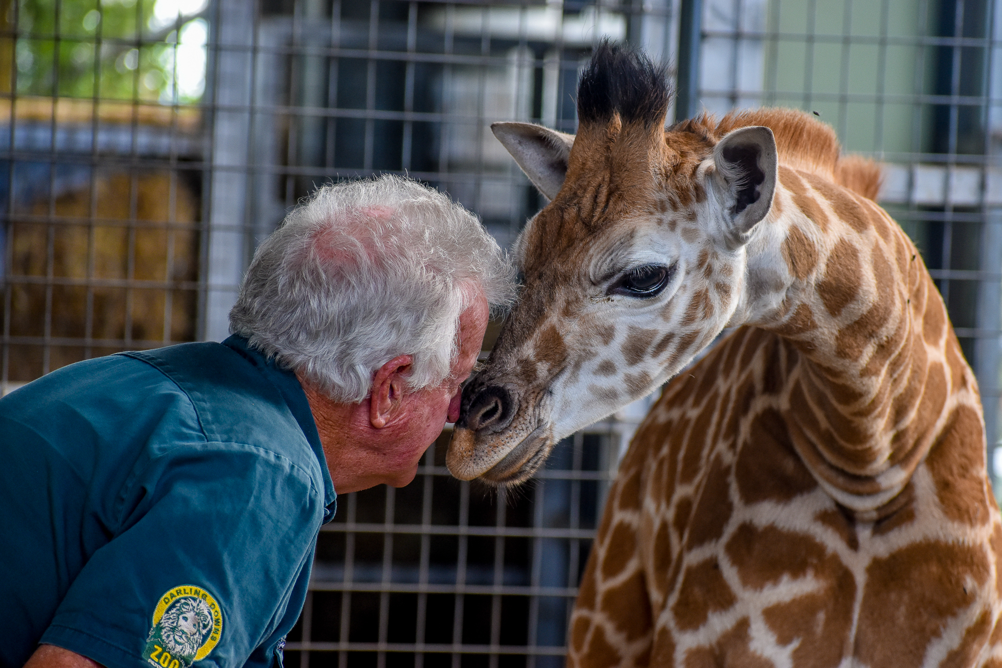 New Giraffe Calf at Darling Downs Zoo