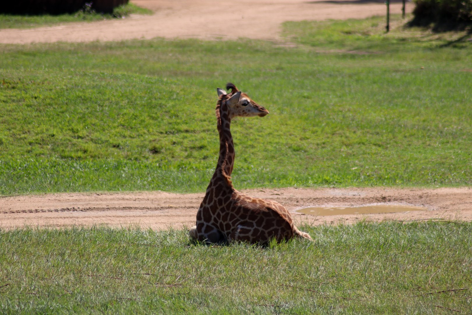 New Giraffe Calf