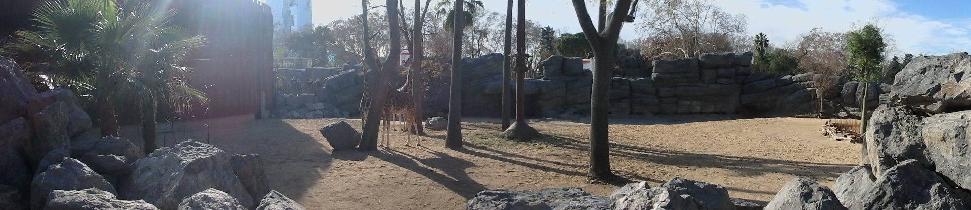 New giraffe enclosure 1