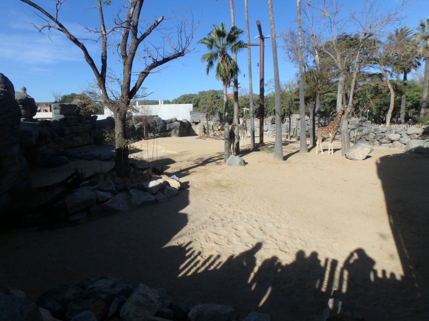 New giraffe enclosure 2