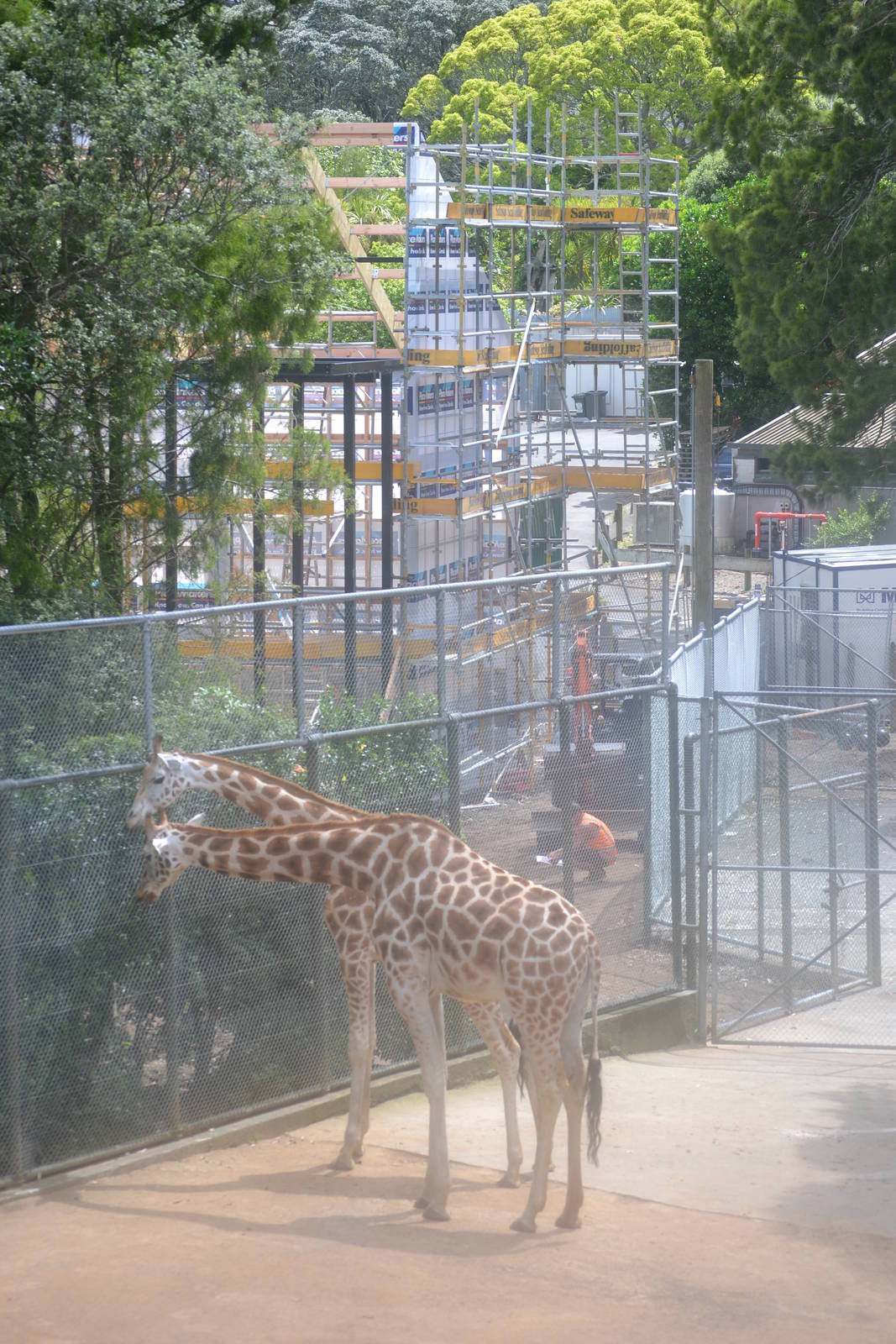 New Giraffe House