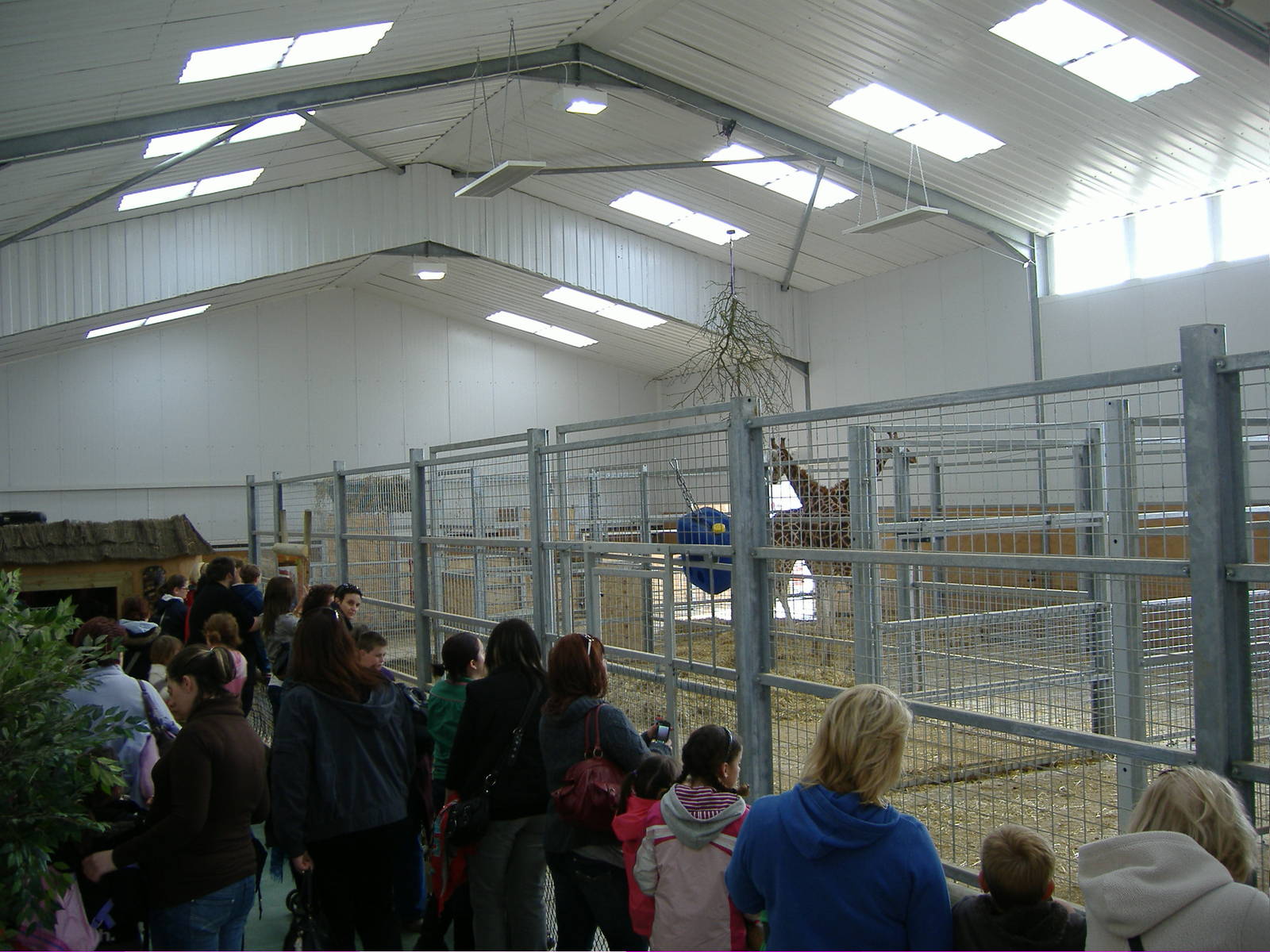 New Giraffe Housing Folly Farm
