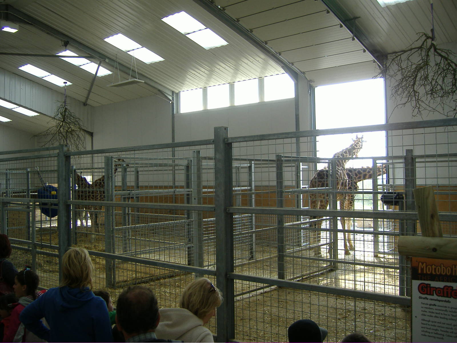 New Giraffe Housing Folly Farm