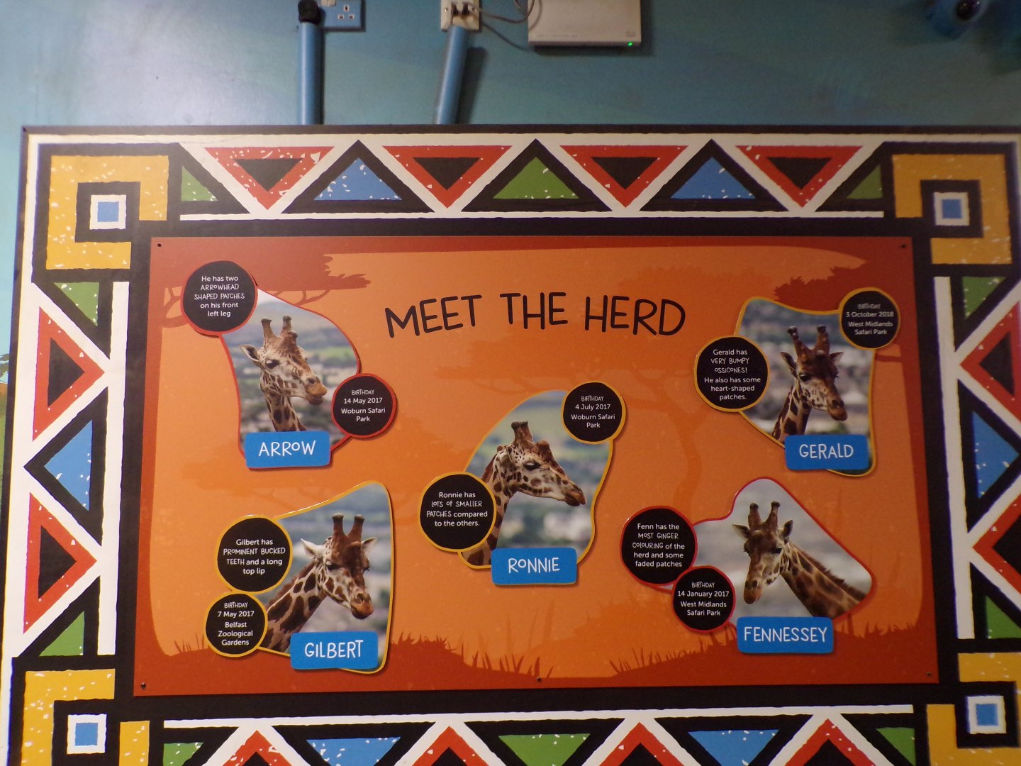 New giraffe ID sign (covering the TV screen) 27.12.24