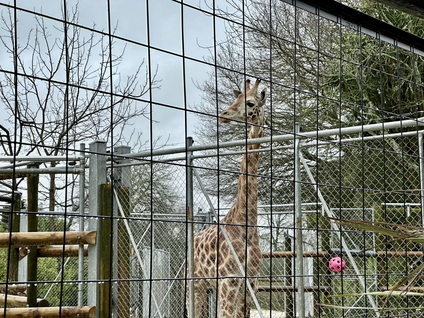 New Giraffe (Jabali)