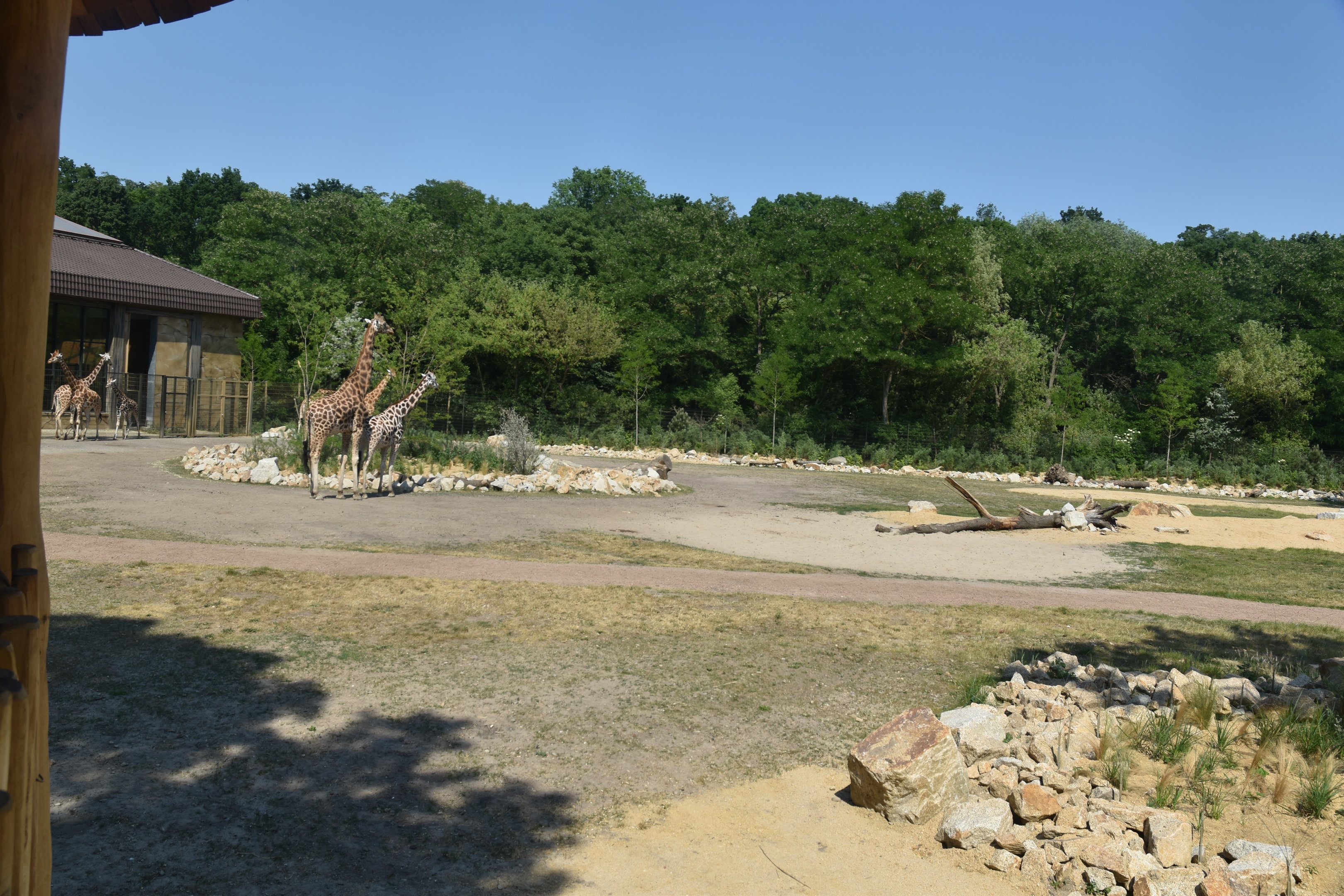New Giraffe Paddock at Tierpark Berlin, 9th June 2023