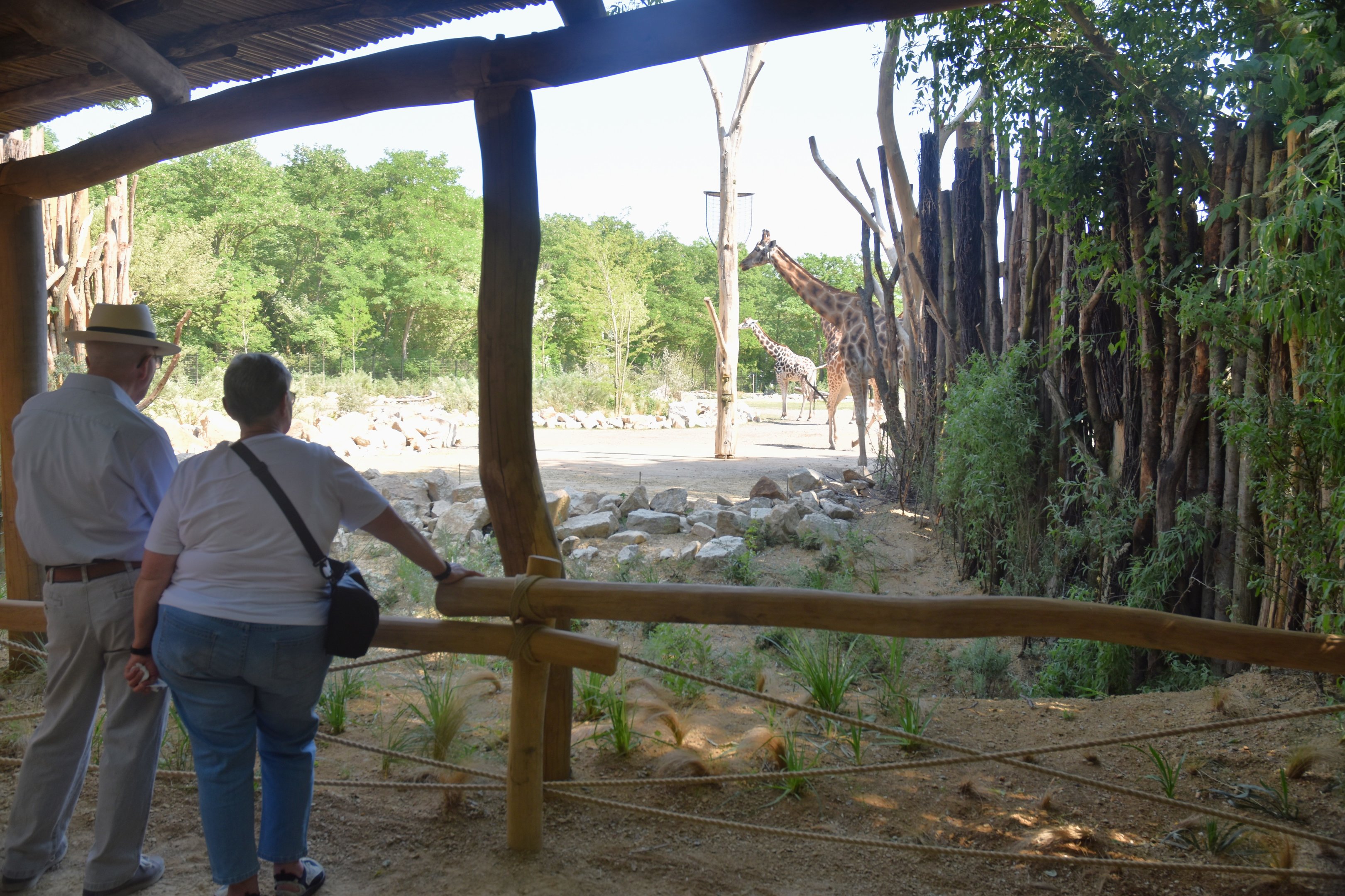 New Giraffe Paddock at Tierpark Berlin, 9th June 2023