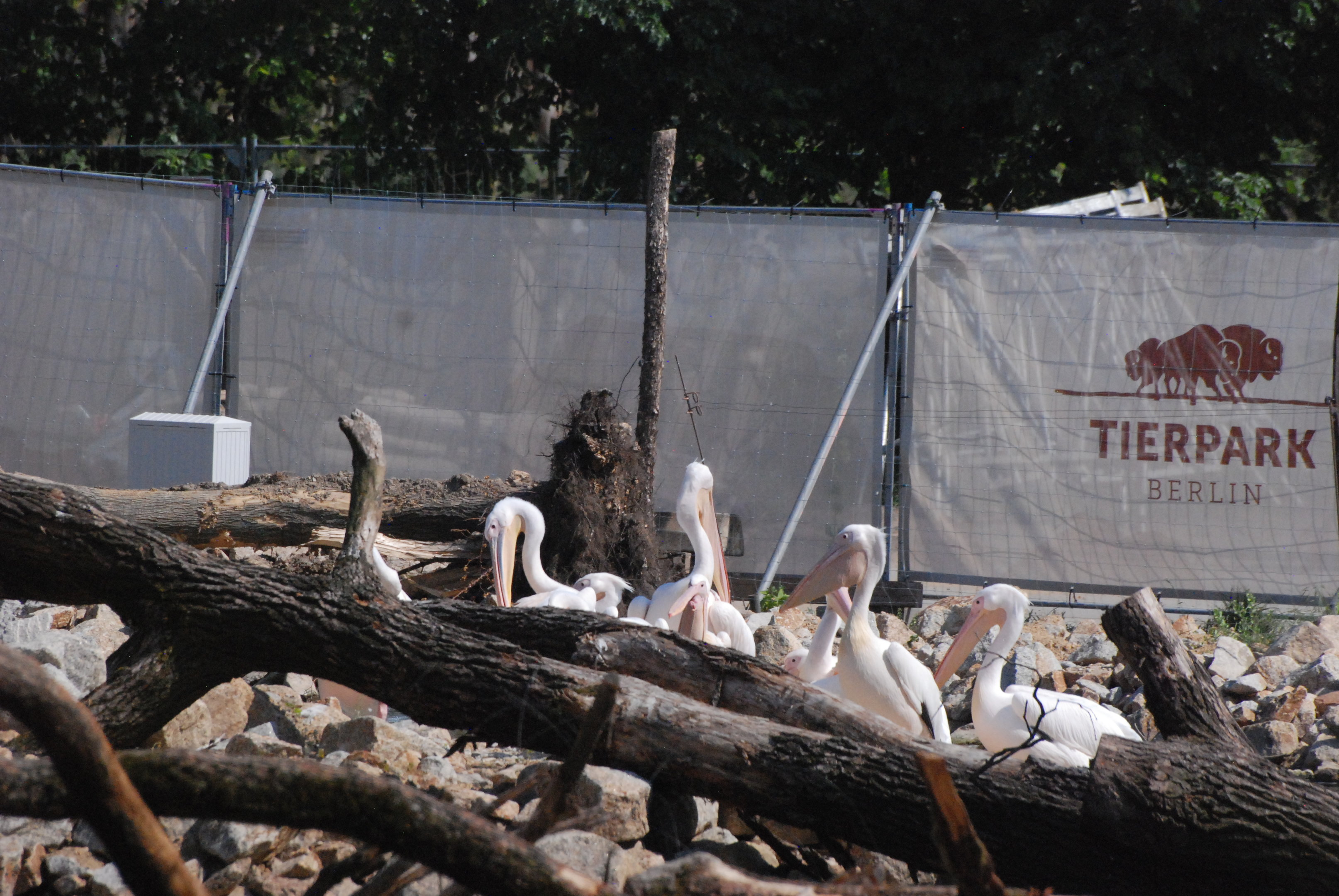 New Giraffe Paddock at Tierpark Berlin, 9th June 2023