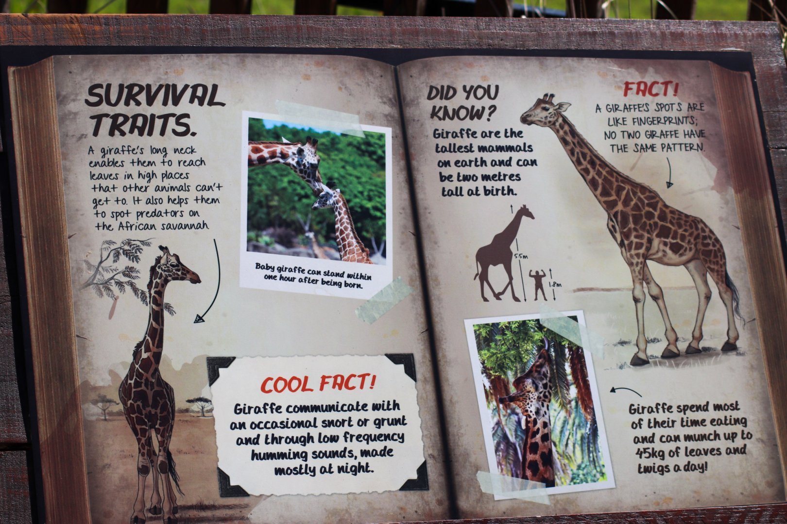 New Giraffe Signage