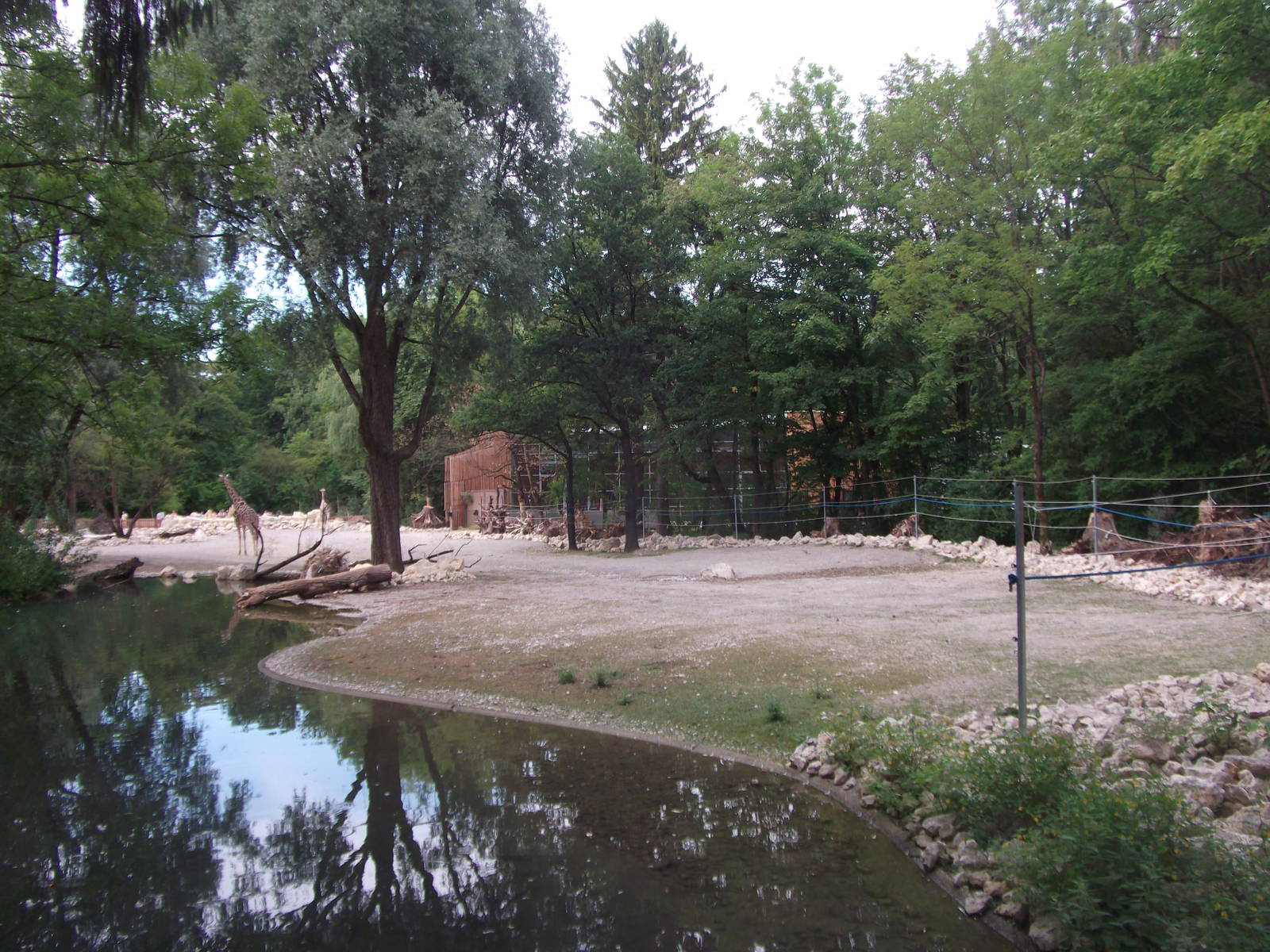 New giraffes house and paddock