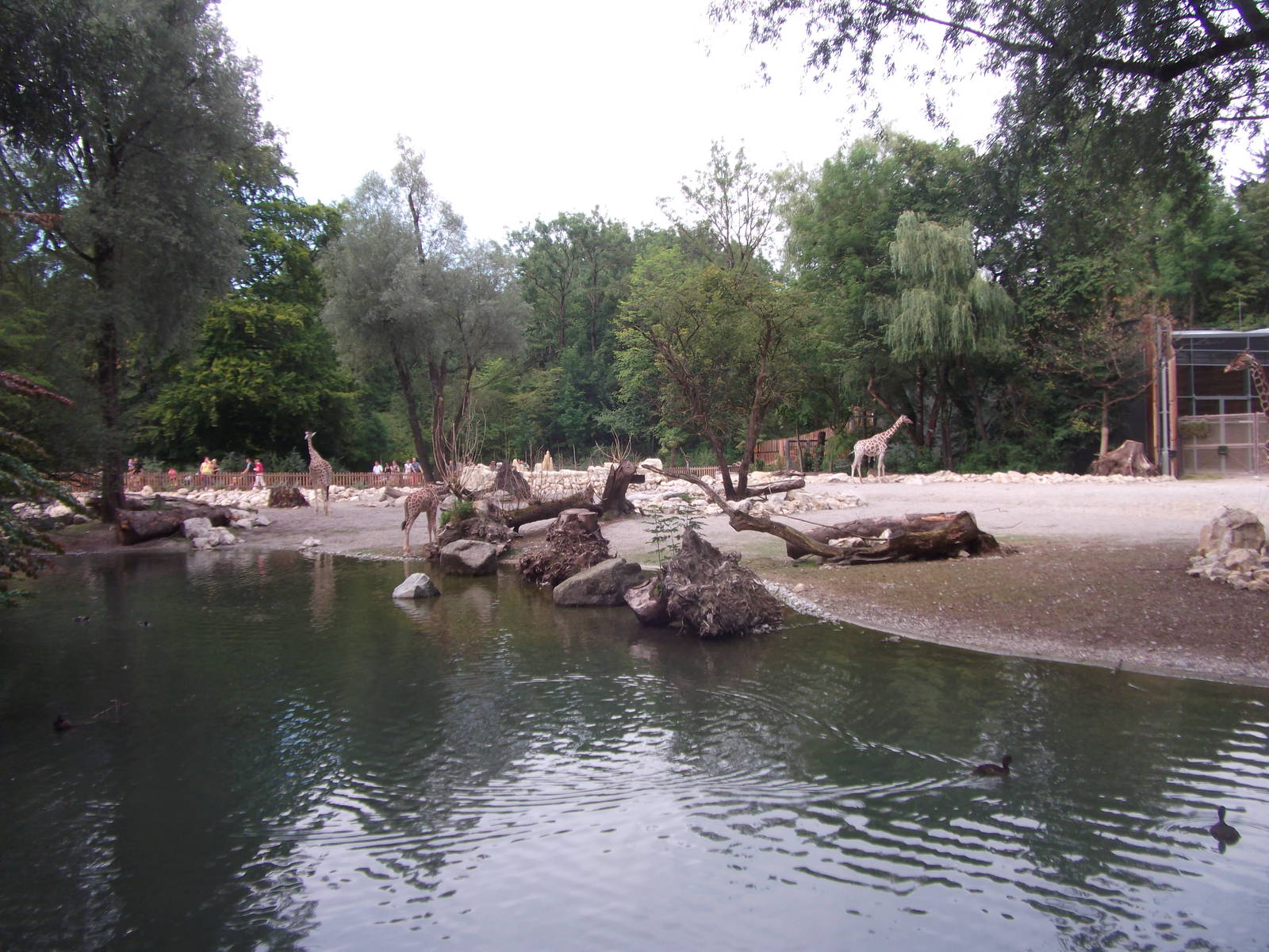 New giraffes house and paddock