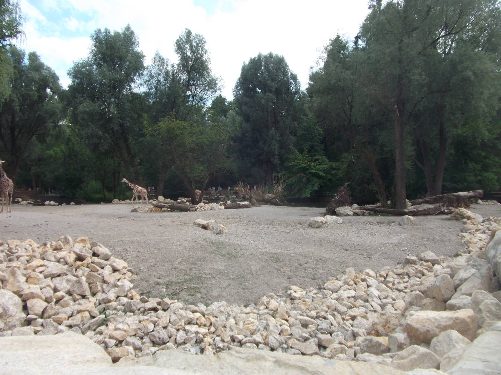 New giraffes house and paddock