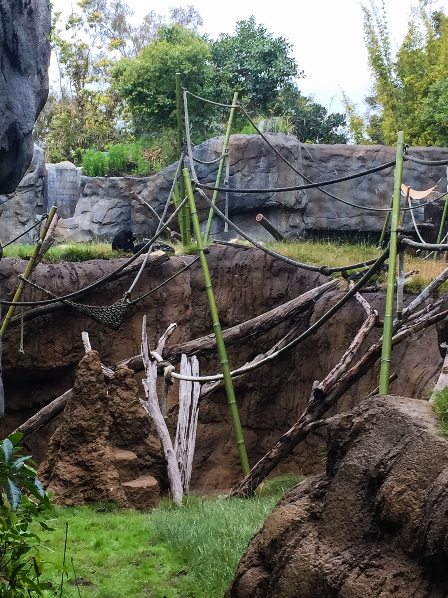 New glass for the entire bonobo exhibit