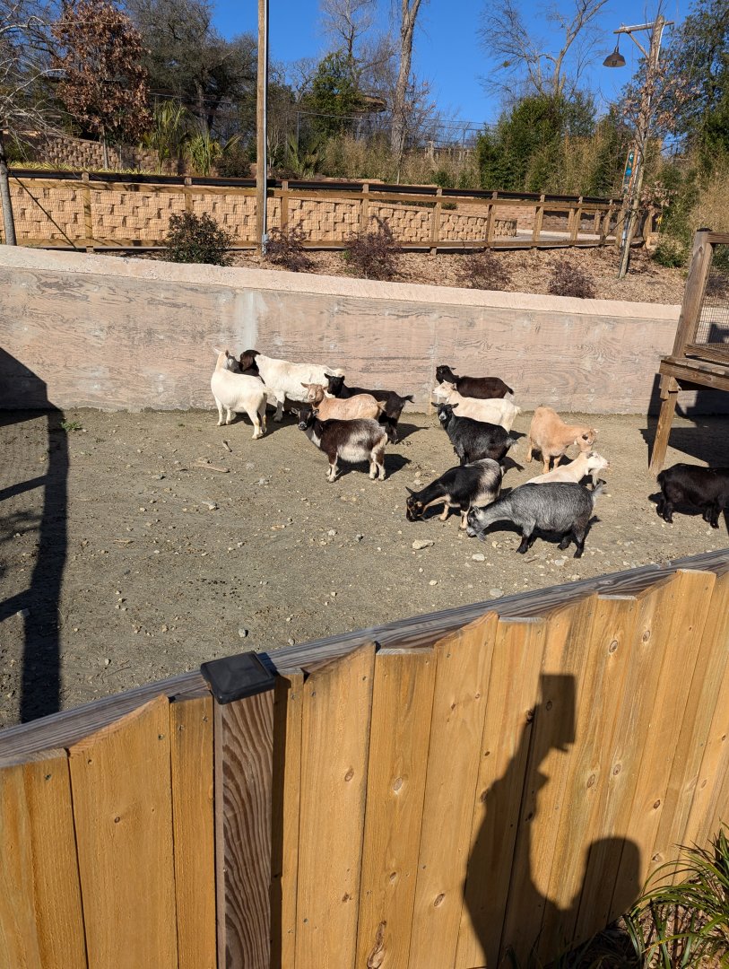 New goat yard
