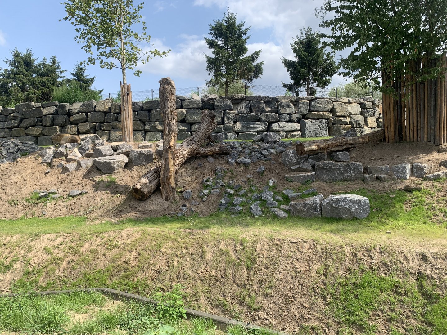 New Golden Takin enclosure