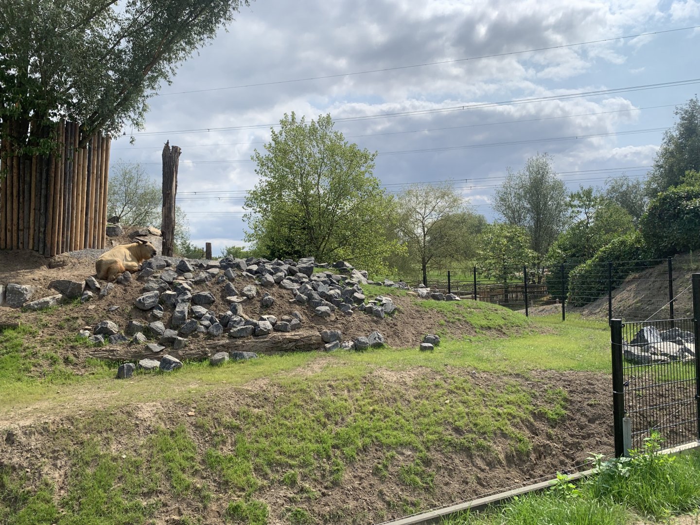 New Golden Takin enclosure