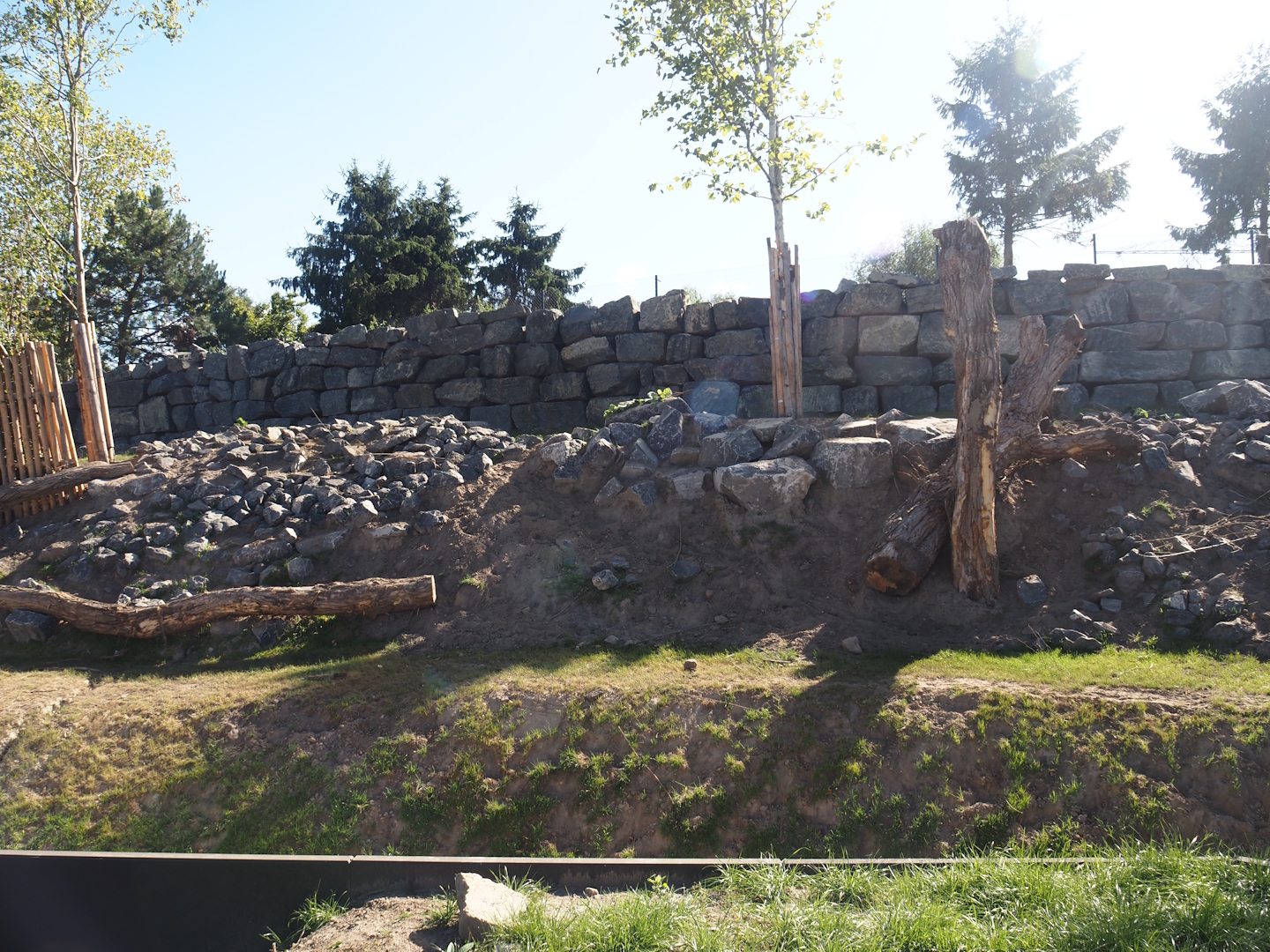 New golden takin exhibit, 2025-08-24