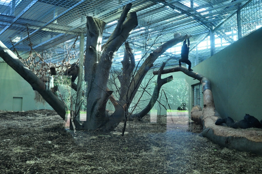 New Gorilla Habitat in Dublin Zoo