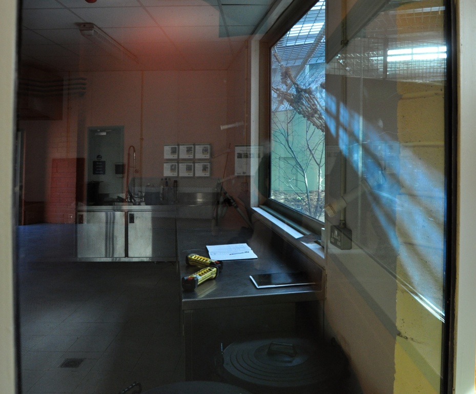 New Gorilla Habitat in Dublin Zoo