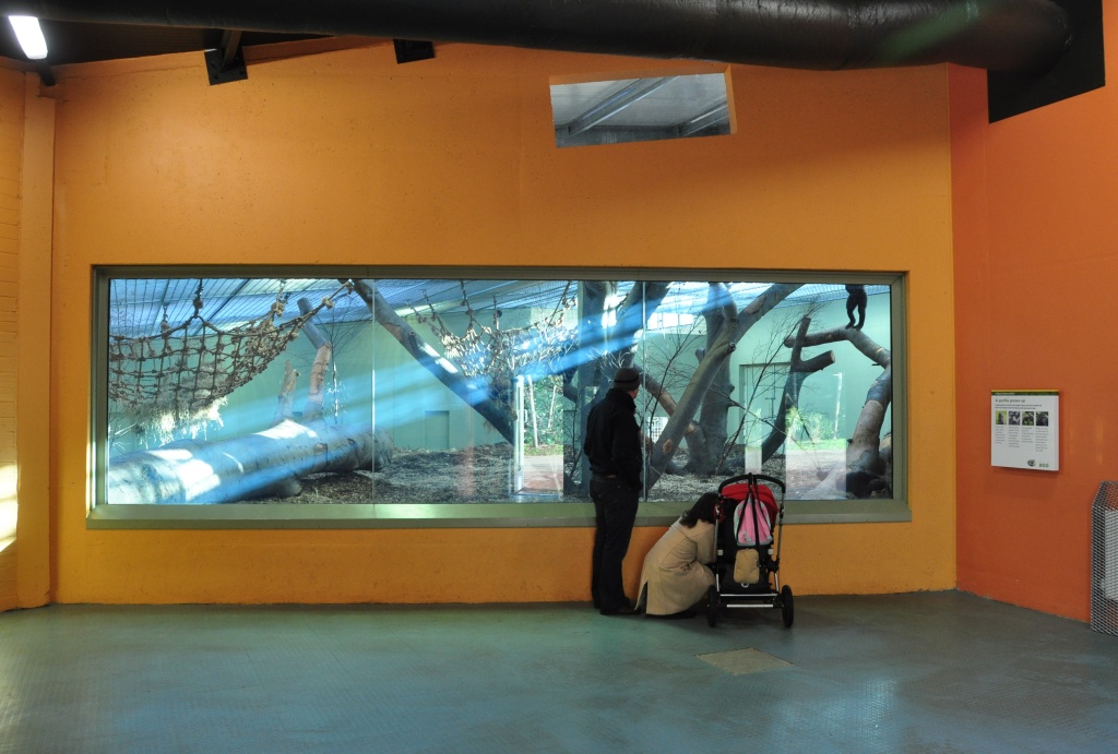 New Gorilla Habitat in Dublin Zoo