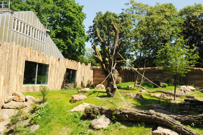 New Gorilla outdoor enclosure