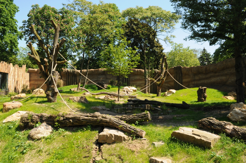 New Gorilla outdoor enclosure