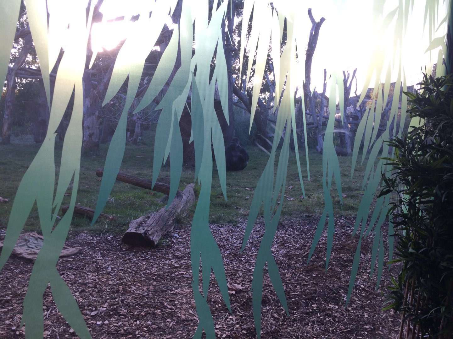 New Gorilla Window Cover