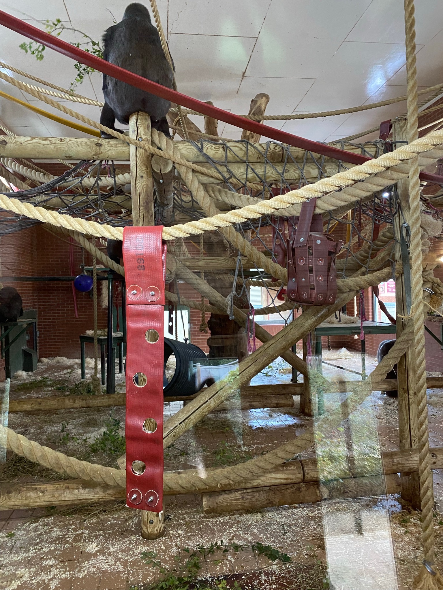 New gorillas climbing frames