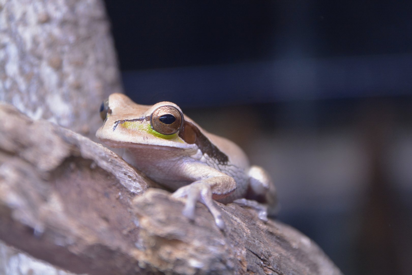 New Granada cross-banded tree frog (Smilisca phaeota)