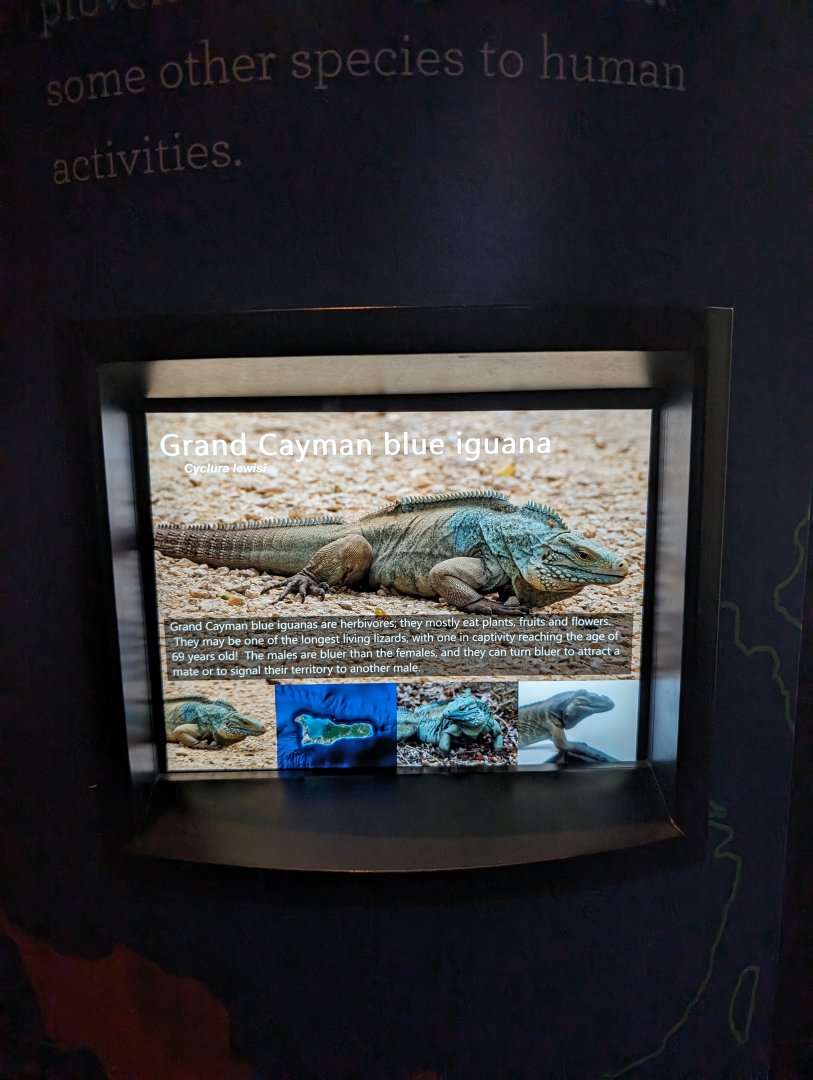 NEW Grand Cayman Blue Iguana signage