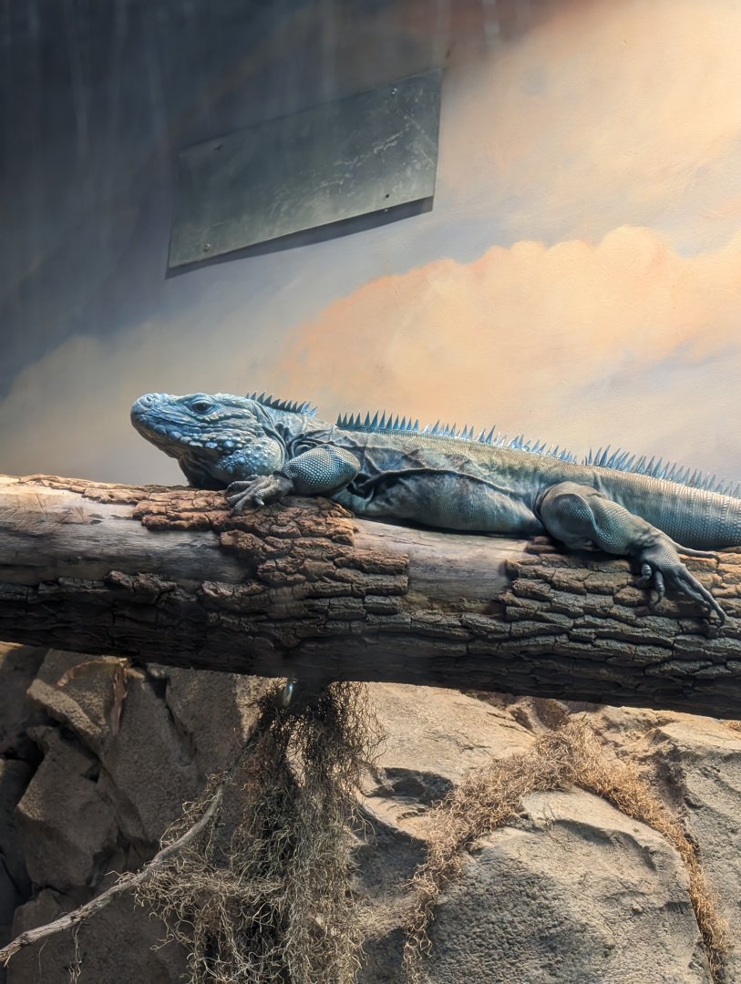 NEW Grand Cayman Blue Iguana