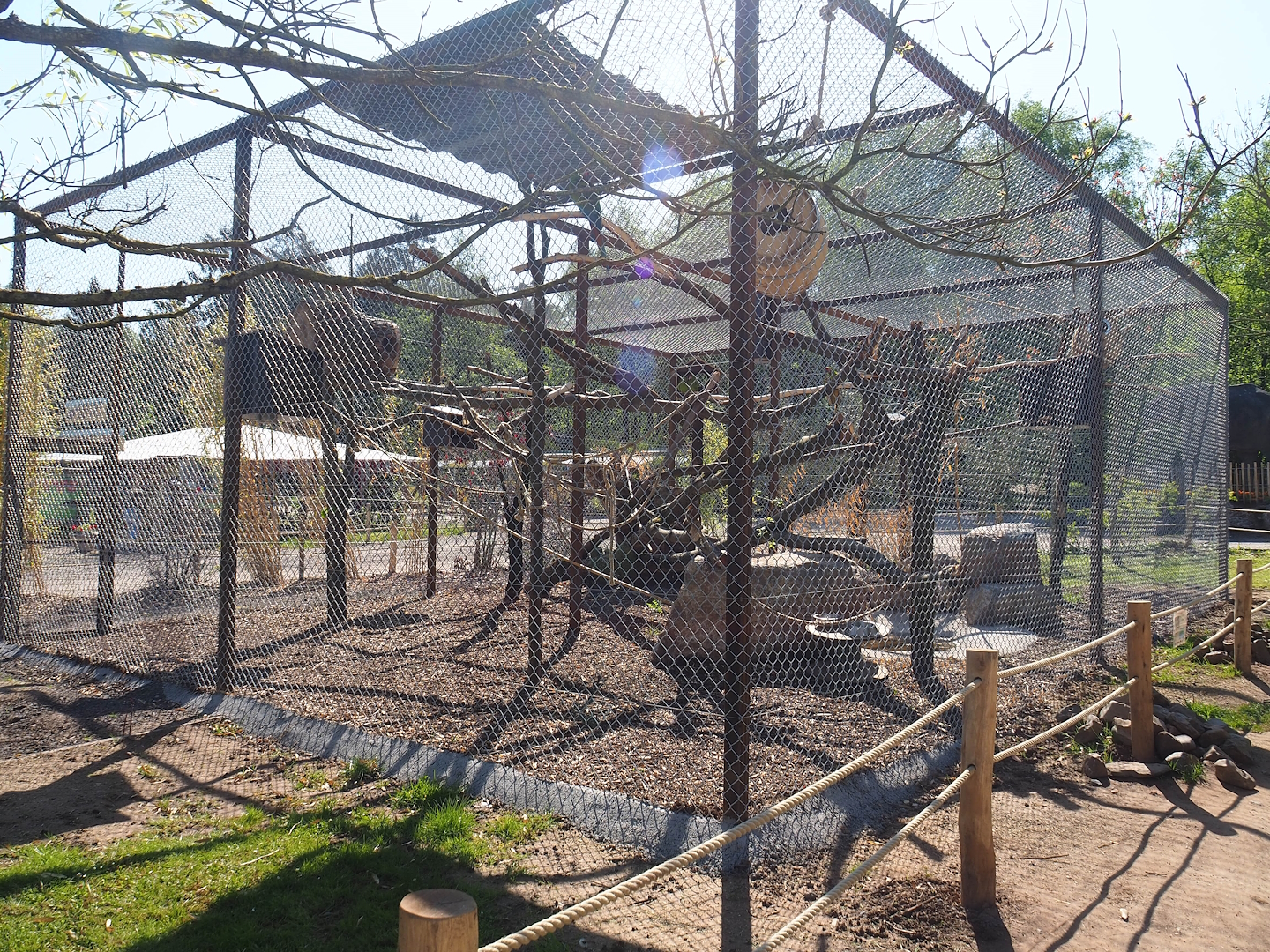 New Great green macaw aviary, 2023-05-19