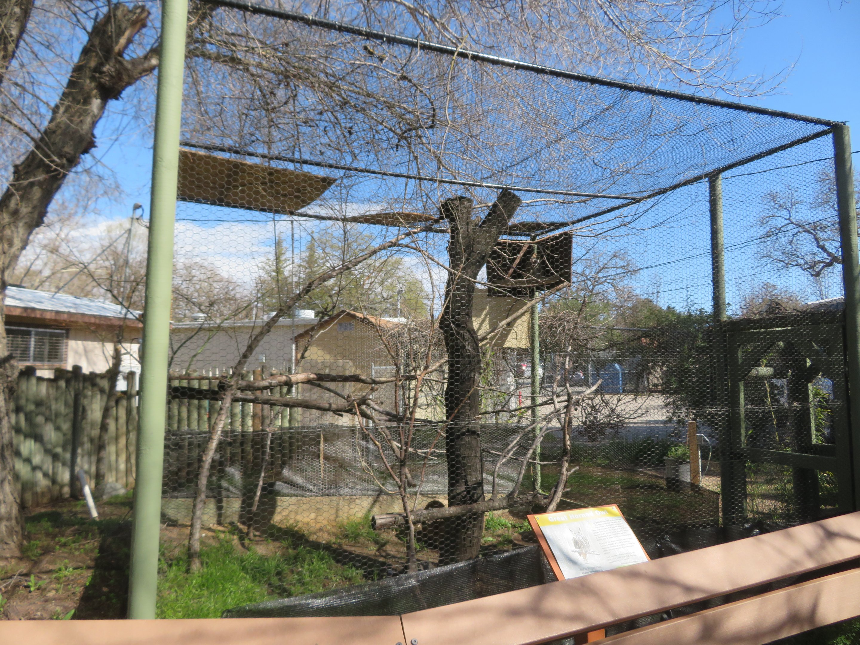 New Great Horned Owl Exhibit