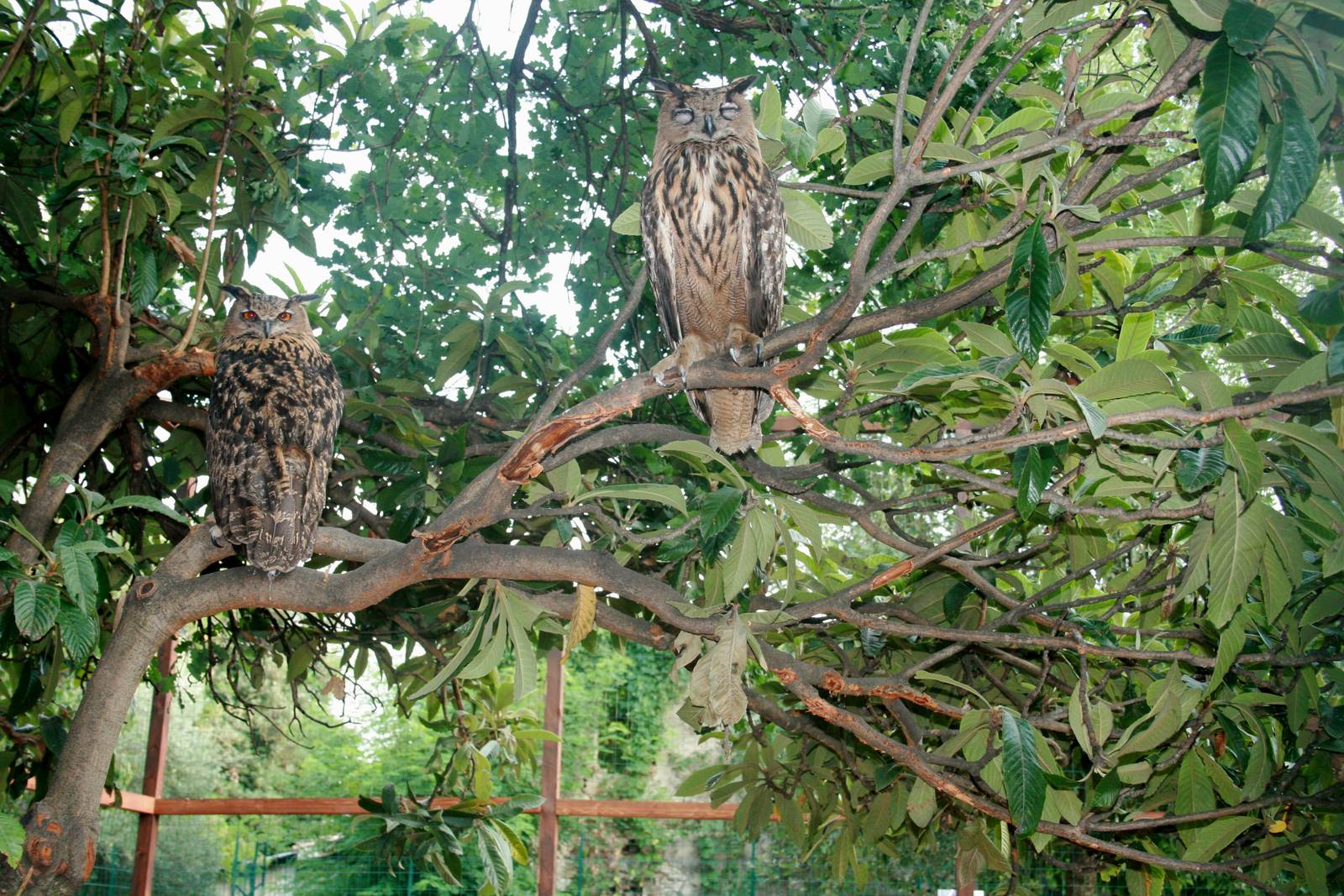 New Great Owl Aviary July 2015
